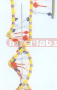 DNA MODEL