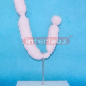 HUMAN CHROMOSOME MODEL
