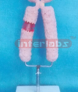 HUMAN CHROMOSOME MODEL