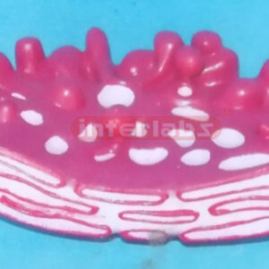 MODEL OF THE GOLGI COMPLE
