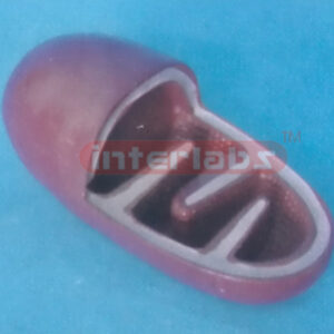 MODEL OF MITOCHONDRION