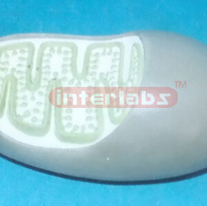 MODEL OF MITOCHONDRION