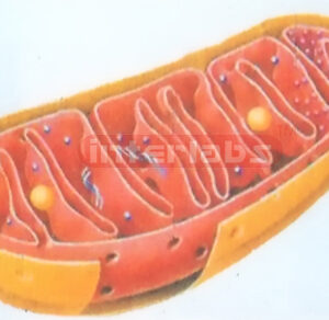 ADVANCED MITOCHONDRION MODEL