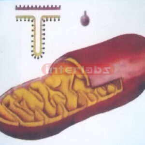 DELUXE MITOCHONDRION MODEL