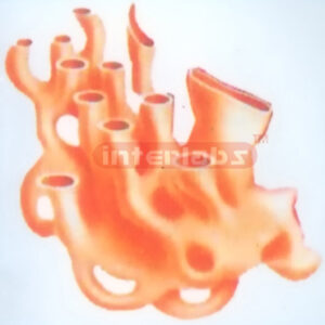 DELUXE AGRANULAR ENDO PLASMIC RETICULUM AER MODEL