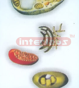 HANGING PLANT CELL ORGANELLES MODEL