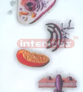 HANGING ANIMAL CELL ORGANELLES MODEL