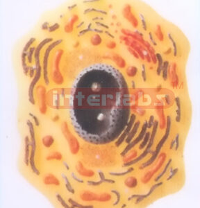 CELL STRUCTURE MODEL