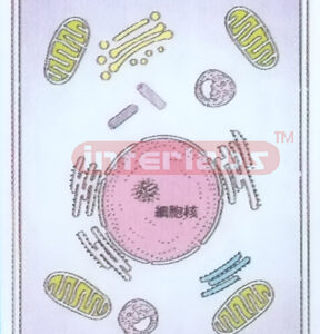 CELL STRUCTURE MODEL
