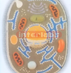 ANIMAL CELL MODEL