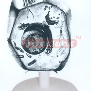 ANIMAL CELL MODEL