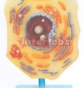 CELL STRUCTURC MODEL