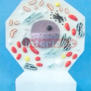 ANIMAL CELL MODEL