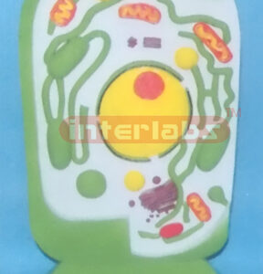 ANIMAL CELL MODEL