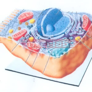 ANIMAL CELL MODEL