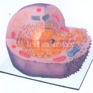 ANIMAL CELL MODEL