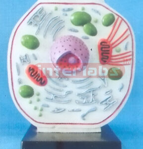 VERTICAL ANIMAL CELL MODEL