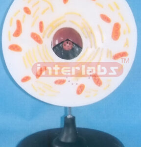 ANIMAL CELL MODEL