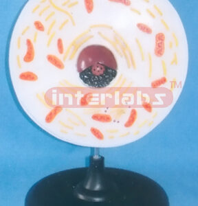 ANIMAL CELL MODEL