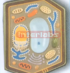 PLANT CELL MODEL