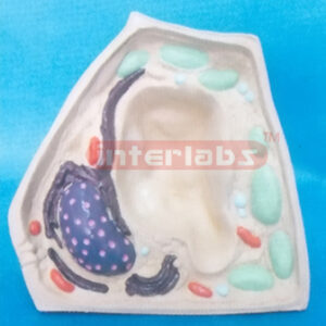 PLANT CELL MODEL