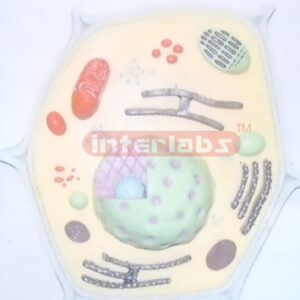 PLANT CELL MODEL WITH BASE