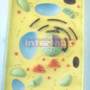 PLANT CELL MODEL WITH BASE