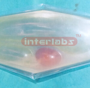 A MODEL OF PLANT CELLS (B TYPE)
