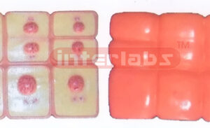 ANIMAL MITOSIS SET