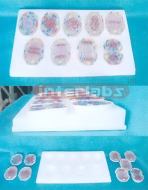 SIMPLE ANIMAL MEIOSIS MODELS