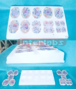 SIMPLE ANIMAL MITOSIS MODELS