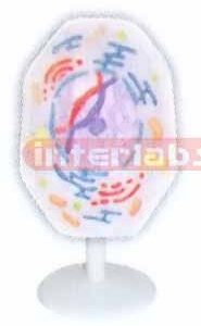 ANIMAL MITOSIS TYPE D