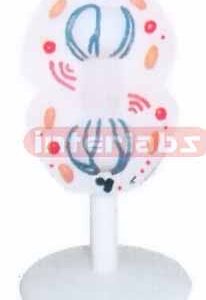 ANIMAL MEIOSIS TYPE J