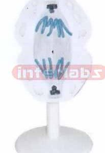 ANIMAL MITOSIS TYPE H