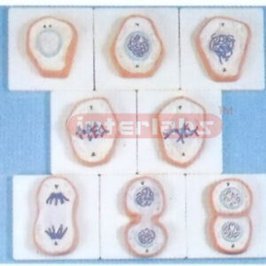 ENLARGED CELL MITOSIS MODELS