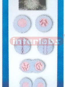 CELL MITOSIS MODEL