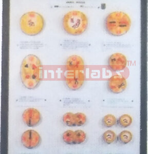 ANIMAL CELL MEIOSIS MODELS