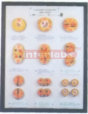 ANIMAL CELL MEIOSIS MODELS