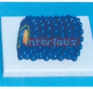 HYDROPHOBIA VIRUS MODEL