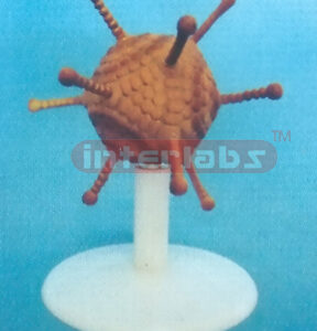 VERTICAL ADENO VIRUSES MODEL