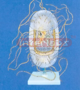HYDROPHOBIA VIRUS ANATOMICAL MODEL