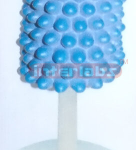 VERTICAL HYDROPHOBIA VIRUS MODEL