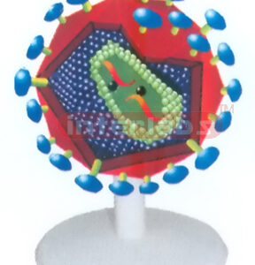AIDS VIRUS ANATOMICAL MODEL