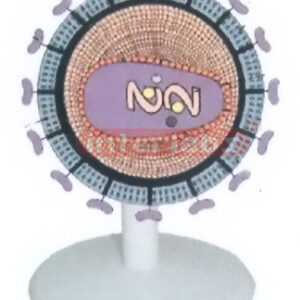 HIV VIRUS ANATOMICAL MODEL