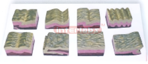 FOLD EVELOPMENT AND FORMATION MODEL