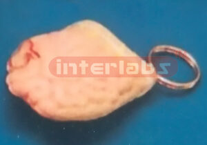 INTESTINES KEY RING