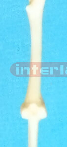 SMALL FULL FEMUR PEN
