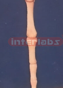 SKULL FINGER BONE PEN