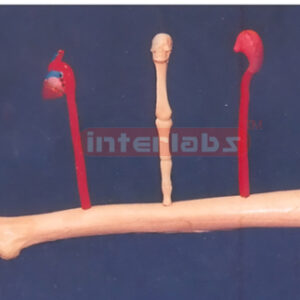 FEMUR BONE PEN HOLDER