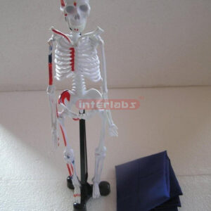 Educational Equipment
